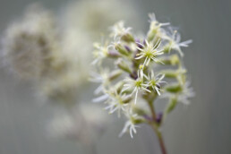 Lichtgroene bloemen van oorsilene in het zeedorpenlandschap van Albertdal bij Egmond aan Zee | © Ronald van Wijk Fotografie