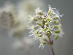 Lichtgroene bloemen van oorsilene in het zeedorpenlandschap van Albertdal bij Egmond aan Zee | © Ronald van Wijk Fotografie