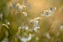 Witte bloemen van nachtsilene in het warm licht tijdens zonsondergang in de duinen | © Ronald van Wijk Fotografie