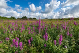 Paarse pluimen van bloeiende kattenstaart in natte duinakker van Westert in duinen bij Egmond-Binnen | © Ronald van Wijk Fotografie