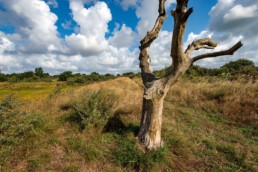 Dode, kale boom op zanddijk naast oude duinakker van Westert in de duinen bij Egmond-Binnen | © Ronald van Wijk Fotografie