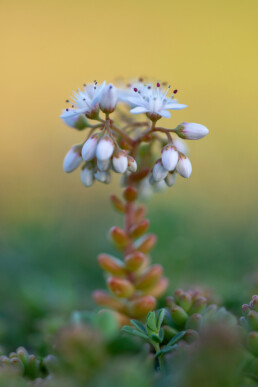 Wit vetkruid is een typisch plantje dat je kan tegenkomen in de duinen rondom zeedorpen. In de Wimmenummerduinen zie je plaatselijk soms honderden plantjes bij elkaar | © Ronald van Wijk Fotografie