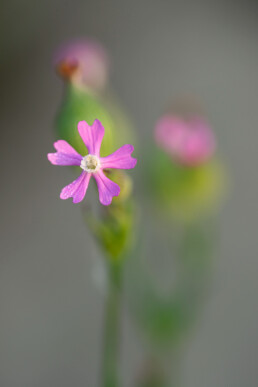 Roze bloemen van kegelsilene in het zeedorpenlandschap van Albertdal bij Egmond aan Zee | © Ronald van Wijk Fotografie