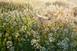 Bloeiende bloemen in duinrel van Waterrijk tijdens zonsopkomst in de duinen bij Egmond-Binnen | © Ronald van Wijk Fotografie