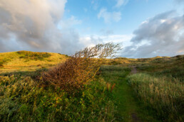 Wandelpaadje door het duinlandschap van de natte vallei Reggers Sandervlak bij Egmond-Binnen | © Ronald van Wijk Fotografie