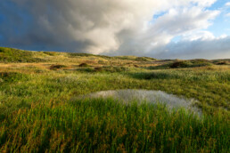 Poel in natte duinvallei Reggers Sandervlak bij Egmond-Binnen | © Ronald van Wijk Fotografie