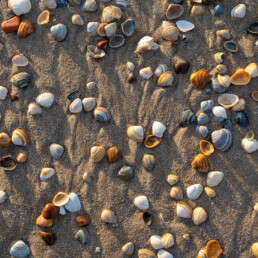Schelpen in zonlicht op het strand bij Egmond-Binnen | © Ronald van Wijk Fotografie