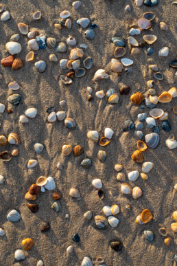 Schelpen in zonlicht op het strand bij Egmond-Binnen | © Ronald van Wijk Fotografie