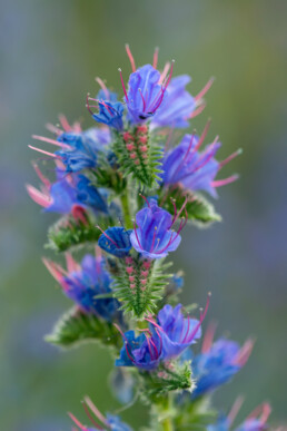 Slangenkruid houdt van open, verstoorde plekken in de duinen. Je ziet de planten vaak in groepen langs wandelpaden staan | © Ronald van Wijk Fotografie