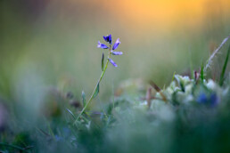 Vleugeltjesbloem is een typische plant van duingraslanden. De kleur van de kleine bloemetjes kan blauw, paars, roze en zelfs wit zijn | © Ronald van Wijk Fotografie