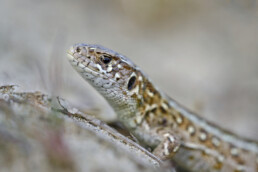 De zandhagedis heeft een goede camouflage waarmee het diertje op het zand moeilijk te spotten is. Bij gevaar zoeken ze snel dekking in nabijgelegen struiken | © Ronald van Wijk Fotografie