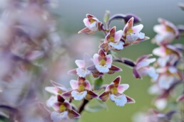 Moeraswespenorchis in natte duinvallei van het Noordhollands Duinreservaat | © Ronald van Wijk Fotografie