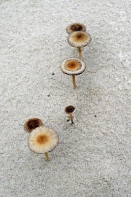 Duinfranjehoed is een algemene paddenstoel op plekken met veel stuivend zand. Vooral te zien in de buurt van helmgras | © Ronald van Wijk Fotografie