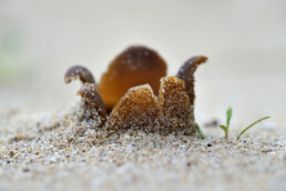 Het zandtulpje is een mooi zwammetje dat je zowel kunt zien op de duinen vlakbij zee als in de stuifduinen verder landinwaarts | © Ronald van Wijk Fotografie