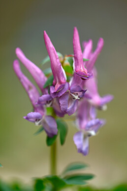 Vingerhelmbloem bloeit maart/april. Het plantje is een algemene verschijning in de bossen van de binnenduinrand | © Ronald van Wijk Fotografie