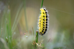 De Sint-Jansvlinder is een algemene soort in de duinen. De rups overwintert en verpopt zich in een cocon, vaak goed zichtbaar aan een grasstengel | © Ronald van Wijk Fotografie