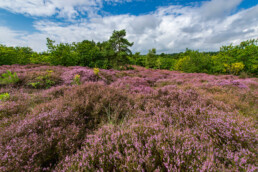 Aan de voet van Uitkijkduin Zwarteweg ligt een mooi compact heideveld dat spectaculair paars kleurt in de zomer | © Ronald van Wijk Fotografie