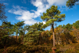 In de herfst kleuren de heidevelden en bomen in de duinen van Bergen mooi diepbruin | © Ronald van Wijk Fotografie