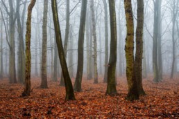 Boomstammen van eik en beuk in de mist in het bos van Landgoed Bakkum bij Castricum | © Ronald van Wijk Fotografie