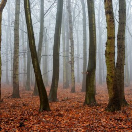 Boomstammen van eik en beuk in de mist in het bos van Landgoed Bakkum bij Castricum | © Ronald van Wijk Fotografie