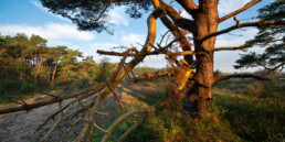 Warm zonlicht op grove den in de duinen van De Mient bij Egmond-Binnen | © Ronald van Wijk Fotografie