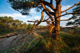 Warm zonlicht op grove den in de duinen van De Mient bij Egmond-Binnen | © Ronald van Wijk Fotografie