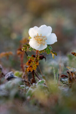 In sommige jaren kunnen duinroosjes na de zomer voor een tweede keer bloeien. De witte bloemen zijn dan tot oktober te zien | © Ronald van Wijk Fotografie