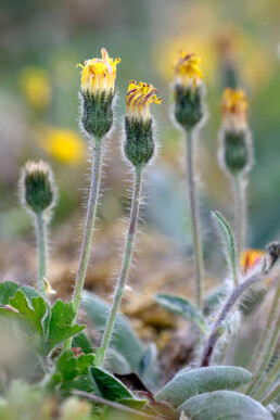 Muizenoor groeit vaak bij elkaar op droge, open plekken in de duingraslanden. Vroeg in het voorjaar vormt het behaarde blad dichte tapijtjes | © Ronald van Wijk Fotografie