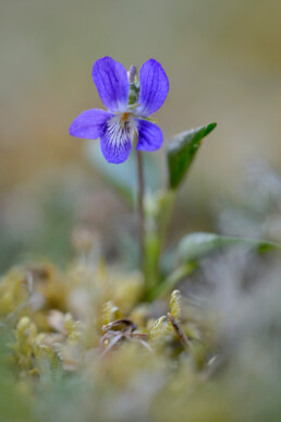 Blauwe bloem van hondsviooltje op duinhelling in De Mient bij Egmond-Binnen | © Ronald van Wijk Fotografie