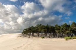 Het zand van het stuifduin in het Buizerdvlak slokt langzaam een stuk naaldbos op | © Ronald van Wijk Fotografie