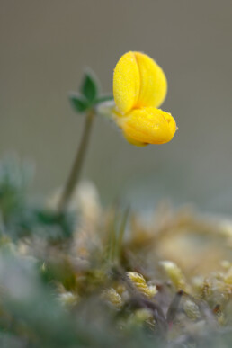 Gele bloem van bloeiende rolklaver op duinhelling in De Mient bij Egmond-Binnen | © Ronald van Wijk Fotografie