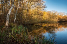 Warm licht van zonsopkomst schijnt op de bomen aan de oevers van het Meertje van Vogelenzang op Landgoed Bakkum | © Ronald van Wijk Fotografie