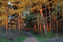 Warm licht op boomstammen in naaldbos tijdens zonsopkomst in Diederik bij Egmond-Binnen | © Ronald van Wijk Fotografie