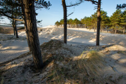 Het stuivende zand heeft het fietspad overgestoken en rukt steeds verder op in het naaldbos aan de oostkant | © Ronald van Wijk Fotografie