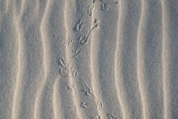 Op het kale zand van stuifduinen zijn de sporen van dieren goed zichtbaar en erg fotogeniek | © Ronald van Wijk Fotografie
