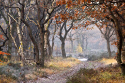 Tussen het Schulpvlak en Bouwvlak slingert een mooi wandelpad door het bos en open veldjes met heide | © Ronald van Wijk Fotografie