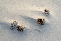 Langzaam maar zeker verovert het stuivende zand terrein in het Buizerdvlak | © Ronald van Wijk Fotografie
