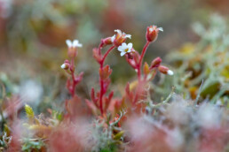 Kleine witte bloemetjes van bloeiend kandelaartje op duinhelling in Diederik bij Egmond-Binnen | © Ronald van Wijk Fotografie