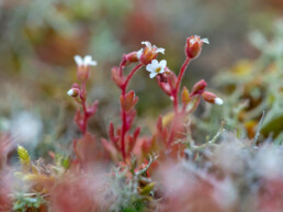 Kleine witte bloemetjes van bloeiend kandelaartje op duinhelling in Diederik bij Egmond-Binnen | © Ronald van Wijk Fotografie
