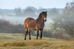 Exmoorpony op duinhelling tijdens mistige zonsopkomst in Diederik bij Egmond-Binnen | © Ronald van Wijk Fotografie