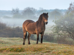 Exmoorpony op duinhelling tijdens mistige zonsopkomst in Diederik bij Egmond-Binnen | © Ronald van Wijk Fotografie