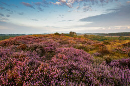 Vanaf een duintop lijken de vlaktes van Uilenvanger en Lange Vlak zich eindeloos uit te strekken. Een perfecte plek voor een zonsopkomst te fotografen | © Ronald van Wijk Fotografie