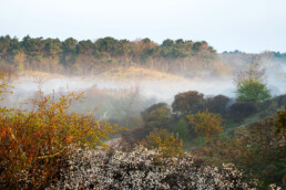 Mist tussen duinhellingen en struiken tijdens zonsopkomst in De Mient bij Egmond-Binnen | © Ronald van Wijk Fotografie