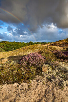 Tussen het Lange Vlak en de Uilenvanger loopt een mooi wandelpad langs een bossen, heideveldjes en zanderige duinhellingen | © Ronald van Wijk Fotografie