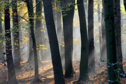 Zonnestralen schijnen door de mist tussen boomstammen in het bos van Landgoed Bakkum bij Bakkum