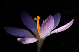 De boerenkrokus is er vroeg bij in het voorjaar, soms al in februari. De stervormige bloem met rechtopstaande helmdraden is erg fotogeniek | © Ronald van Wijk Fotografie