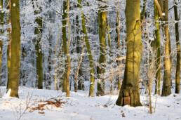 Warm licht van zonsopkomst schijnt op de kale stammen van beukenbos na een koude, winternacht | © Ronald van Wijk Fotografie