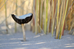 In de herfst groeit een hele verzameling paddenstoelen op het kale zand. De meeste soorten zie je tussen het helmgras | © Ronald van Wijk Fotografie