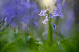 Er zijn wilde hyacinten met blauwe, paarse, roze en zelfs witte bloemen. Je kunt ze het beste fotograferen op bewolkte dagen, dan komen de diepe kleuren het best tot hun recht | © Ronald van Wijk Fotografie