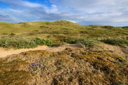 Bomen en hoge struiken zijn er niet in het Vogelduin. De zoute wind van zee houdt het landschap kaal en open | © Ronald van Wijk Fotografie